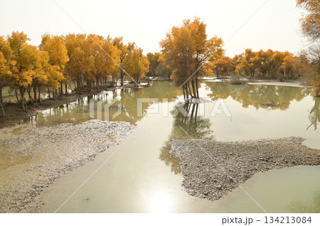 Tarim Huyan Lin Scenic Area in Luntai County, Xinjiang, when the leaves of the Hu Yanglin change color, it appears as a golden yellow. which means "the most beautiful tree," Tarim Huyan Lin Scenic Area in Luntai County, Xinjiang, when the leaves of the Hu Yanglin change color, it appears as a golden yellow. which means "the most beautiful tree," 134213084