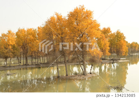 Tarim Huyan Lin Scenic Area in Luntai County, Xinjiang, when the leaves of the Hu Yanglin change color, it appears as a golden yellow. which means "the most beautiful tree,"  134213085