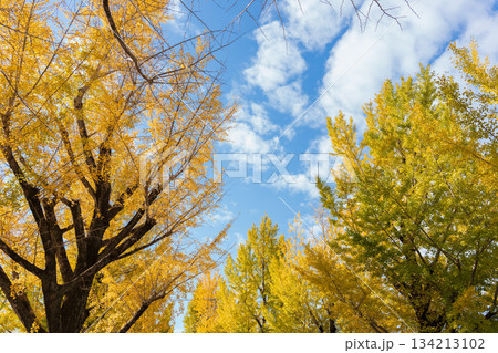 秋の青空に広がる、黄金色に輝くイチョウの枝葉 134213102