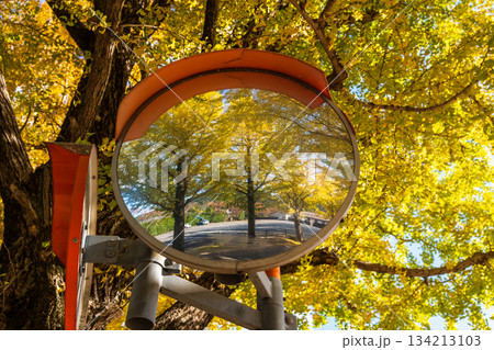 黄葉したイチョウの枝葉に囲まれたカーブミラーの反射像 134213103