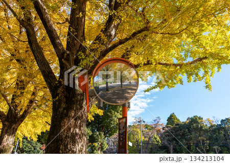 黄金色のイチョウの木とカーブミラーに映る並木道 黄金色のイチョウの木とカーブミラーに映る並木道 134213104