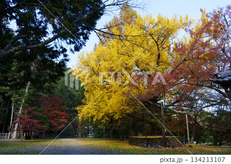 北畠神社の広い境内、黄金色に輝く大イチョウと紅葉 134213107