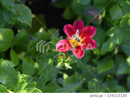 Close up view of a bee collecting nectar on a red dahlia flower 134213130