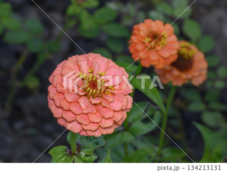 A close-up view of a pink Zinnia Luminosa flower 134213131