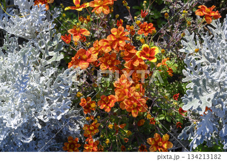 Bidens Blazing Volcano flowers surrounded by light grey leaves of Silvery Wormwood plant 134213182