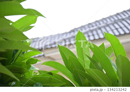 beautiful green leaf texture in springtime, water drop on frangipani leaves beautiful green leaf texture in springtime, water drop on frangipani leaves 134213242