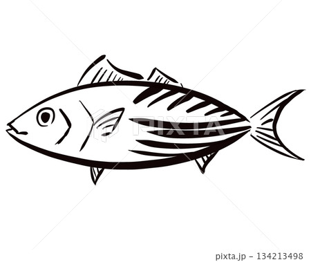 手描き和風　カツオのシンプル　線画イラスト　 134213498