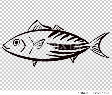 手描き和風　カツオのシンプル　線画イラスト　 134213498
