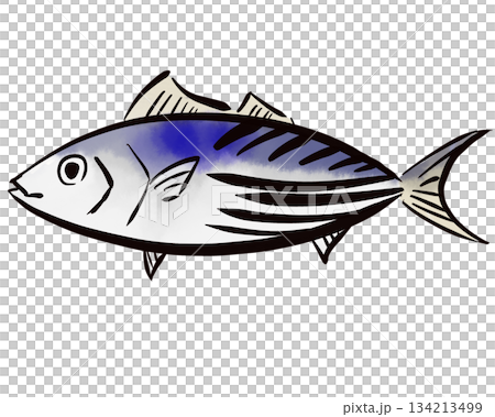 Simple hand-drawn Japanese-style bonito illustration Simple hand-drawn Japanese-style bonito illustration 134213499