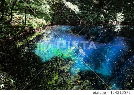 白神山地山麓の十二湖の一つで森に囲まれた変化に富んだコバルトブルーの青色の湖面が神秘的な青池 白神山地山麓の十二湖の一つで森に囲まれた変化に富んだコバルトブルーの青色の湖面が神秘的な青池 134213575