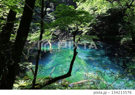 白神山地山麓の十二湖の一つで森に囲まれた透明度の高い水質のコバルトブルーの水面が神秘的な沸壺の池 白神山地山麓の十二湖の一つで森に囲まれた透明度の高い水質のコバルトブルーの水面が神秘的な沸壺の池 134213576
