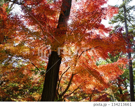 紅葉の鎌倉宝物館界隈の風景 紅葉の鎌倉宝物館界隈の風景 134213661