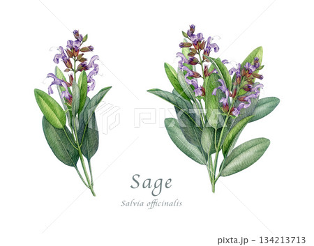 Sage herb set watercolor vintage illustration. Hand drawn salvia officinalis plant element. Realistic botanical sage organic plant. Natural salvia bunch, flowers and green leaves on white background 134213713