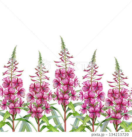 Fireweed plant seamless border decor element on white background. Hand drawn Chamaenerion angustifolium medicinal herb watercolor illustration. Fresh rosebay willowherb wildflower vintage style image 134213720