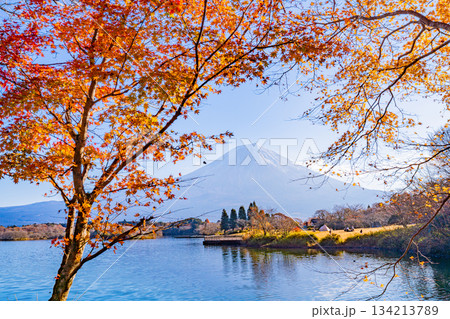【静岡県】秋の田貫湖　湖畔の紅葉と富士山 134213789