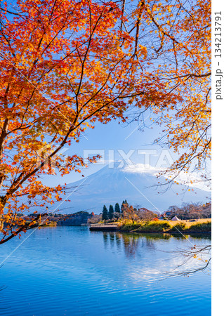 【静岡県】秋の田貫湖　湖畔の紅葉と富士山 134213791