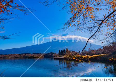 【静岡県】秋の田貫湖　湖畔の紅葉と富士山 134213794