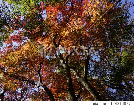 イチョウの黄色が混ざり合う鎌倉の獅子舞の紅葉 134213877
