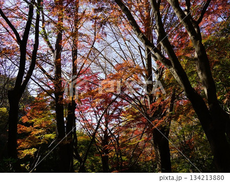 イチョウの黄色が混ざり合う鎌倉の獅子舞の紅葉 イチョウの黄色が混ざり合う鎌倉の獅子舞の紅葉 134213880