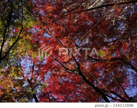 イチョウの黄色が混ざり合う鎌倉の獅子舞の紅葉 イチョウの黄色が混ざり合う鎌倉の獅子舞の紅葉 134213896