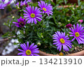 ベランダの鉢植えに咲く姫小菊 134213910