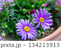 ベランダの鉢植えに咲く姫小菊 134213913