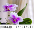 窓辺に咲く満開の可愛いミニ胡蝶蘭 134213914