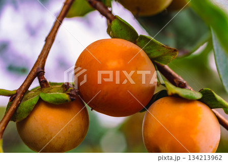 渋柿2ー3 渋柿2ー3 134213962