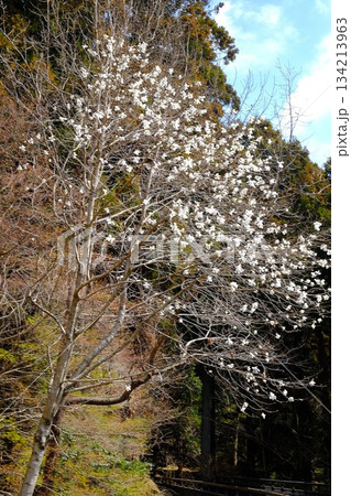散策路に咲くコブシの花　【相模原市津久井　3月】 134213963