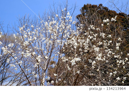 青空に咲くコブシの花　【相模原市津久井　3月】 134213964