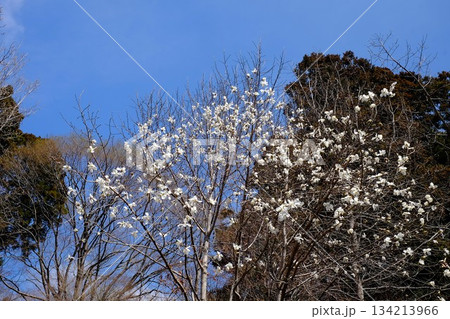 コブシの花青空に咲く　【相模原市津久井　3月】 134213966