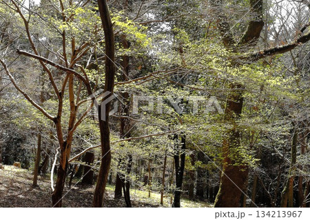 木漏れ日の春の森　【相模原市津久井　3月】 134213967