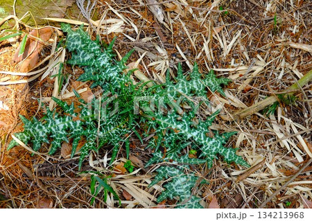 アズマヤマアザミの美しい若葉　【相模原市津久井　3月】 134213968