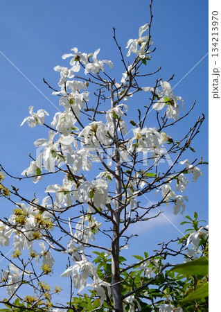 青空に咲くコブシの花 【相模原市津久井 3月】 青空に咲くコブシの花 【相模原市津久井 3月】 134213970