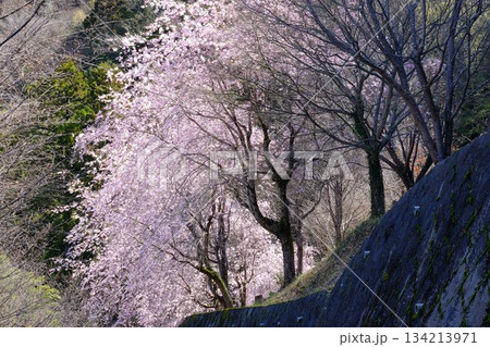 土手斜面に咲く枝垂れ桜 【相模原市津久井 4月】 土手斜面に咲く枝垂れ桜 【相模原市津久井 4月】 134213971