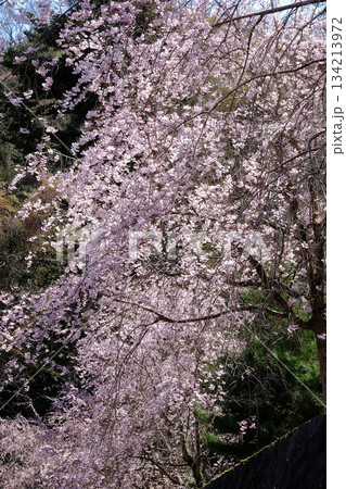 満開の枝垂れ桜　【相模原市津久井　4月】 134213972