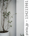 Real photo neutral tones floral potted plant green plant against white wall aesthetic background Real photo neutral tones floral potted plant green plant against white wall aesthetic background 134213981