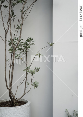 Real photo neutral tones floral potted plant green plant against white wall aesthetic background Real photo neutral tones floral potted plant green plant against white wall aesthetic background 134213981