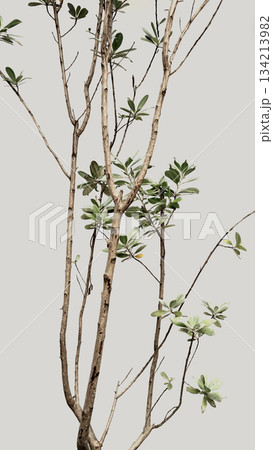 Original image green houseplant tree branches texture neutral pastel beige wall aesthetic background 134213982