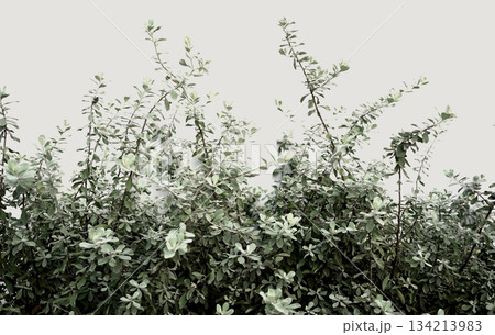 Organic photography neutral boho green houseplant botany pastel beige wall aesthetic background 134213983