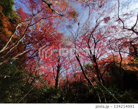 黄色いイチョウが散り、モミジだけとなった真っ赤な世界の鎌倉の獅子舞の風景 134214091