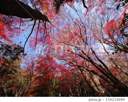 黄色いイチョウが散り、モミジだけとなった真っ赤な世界の鎌倉の獅子舞の風景 黄色いイチョウが散り、モミジだけとなった真っ赤な世界の鎌倉の獅子舞の風景 134214094