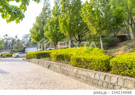 Green tree at Dali Erhai Park locate at the center of Dali city, China. Green tree at Dali Erhai Park locate at the center of Dali city, China. 134214098