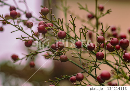 ナンテンの実5ー4 134214118