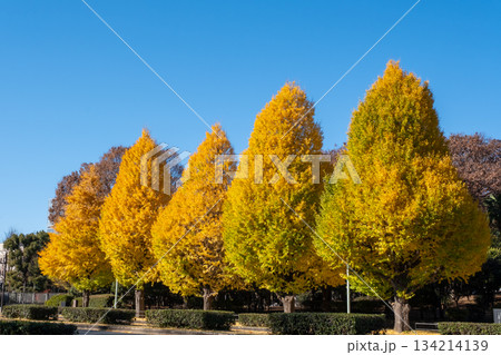 黄葉した銀杏並木 134214139