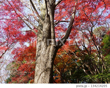 黄色いイチョウが散り、モミジだけとなった真っ赤な世界の鎌倉の獅子舞の風景 黄色いイチョウが散り、モミジだけとなった真っ赤な世界の鎌倉の獅子舞の風景 134214205