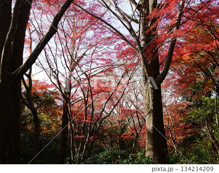 黄色いイチョウが散り、モミジだけとなった真っ赤な世界の鎌倉の獅子舞の風景 黄色いイチョウが散り、モミジだけとなった真っ赤な世界の鎌倉の獅子舞の風景 134214209