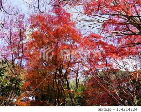 黄色いイチョウが散り、モミジだけとなった真っ赤な世界の鎌倉の獅子舞の風景 黄色いイチョウが散り、モミジだけとなった真っ赤な世界の鎌倉の獅子舞の風景 134214224