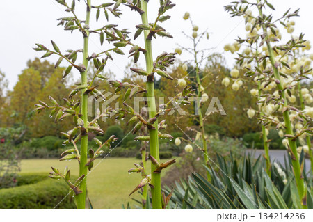 Yucca gloriosa. Spanish dagger. Blooming evergreen succulent with white flowers, growing in the Shinjuku gyoen, Japan. Yucca gloriosa. Spanish dagger. Blooming evergreen succulent with white flowers, growing in the Shinjuku gyoen, Japan. 134214236