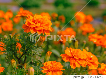 あかぼり小菊の里　マリーゴールドの花2ー1 134214242